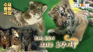 🎬애니멀봐 동물극장🎬 조제, 호랑이 그리고 호랑이들ㅣ주연:호랑이 조연:호랑이 기운ㅣ🎬SBS Animal’s Animal TheaterㅣMain characters: Tiger