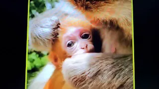 OMG... Monkey.брутальная мать обезьяна. Armes Baby wird brutal von der Mutter geschlagen.