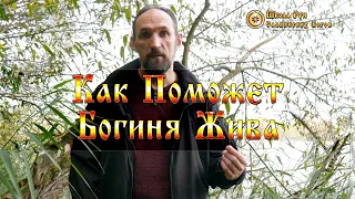 Как Поможет Богиня Жива. [Ведзнич]