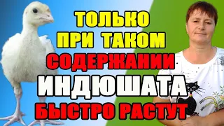 Быстрый РОСТ ИНДЮКОВ при правильном содержании и кормлении.