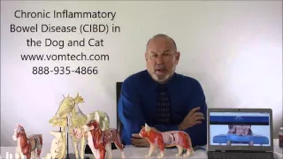 Chronic Inflammatory Bowel Disease CIBD in the Dog and Cat