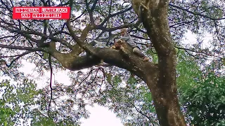 High risk !! The process of felling trembesi trees on the banks of the river.