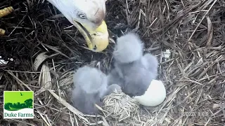 Duke Farms Eagles 🐥🐥  Meet Eaglet #2 - Mom Feeds Both - What A Rainy Day 🐥🐥 2024.03.02