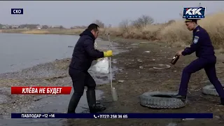 Берег Бугрового усыпан мертвой рыбой