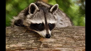 Raccoons are Known as Omnivores, Meaning They Eat Both Plants and Animals