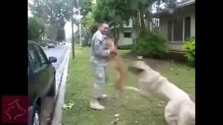 Loving Dogs and Owners Emotionally Reunited - Mans best friend