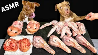 ASMR MUKBANG PITBULL EATING RAW DUCK HEAD SHEEP BRAIN