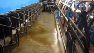 Flexscreed cleaning in milking parlour