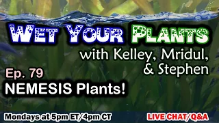 Aquarium plants you just can't get to cooperate? Let's help... or commiserate (Wet Your Plants 79)