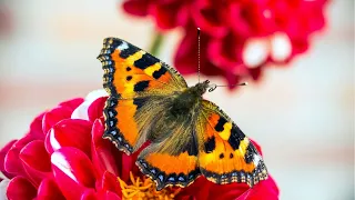 BUTTERFLIES 🦋 VIDEO FOR THE SOUL 🦋 RELAXING MUSIC