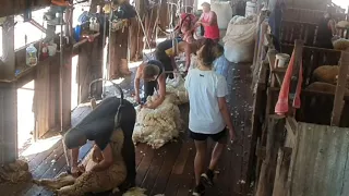 Shearing in Qld ,Quilpie , Whynot station 2021
