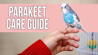 Parakeet Care Guide for Beginners