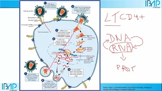 Como o HIV age no organismo humano? | Mecanismo de ação do vírus | AIDS | Prof. Dr. Victor Proença