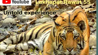 Man eater tiger of Sunderkhal Corbett  park  Ramnagar  part 2