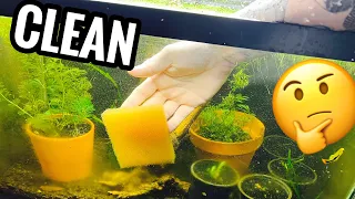 How to Clean Aquarium Decorations