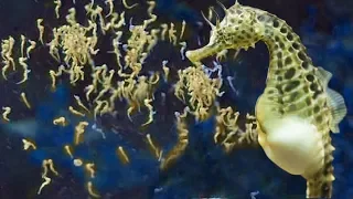 Amazing Male Seahorse Giving Birth To Thousands Of Babies Underwater