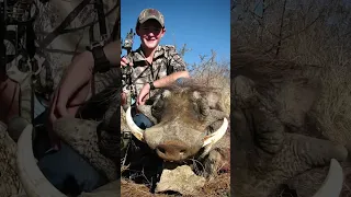 Pig Fever 🥵 Hunting big boars is addicting! #warthog #bowhunting #hunting #africa