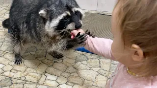 ZEFIRKA BECOMES A PET RACCOON / Gorushka washes cat toys