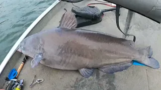 Winter Catfishing Near the Guntersville Dam on the Tennessee River/Wheeler Lake Caught a 50lb Beast