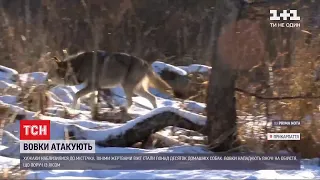 Вовки на Прикарпатті: в селищі Ворохта жертвами хижаків стали понад десяток домашніх собак