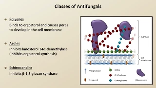 Antifungals (Fungal Infections - Lesson 4)