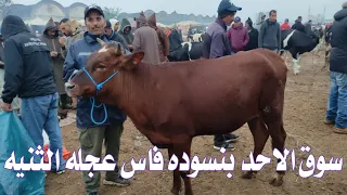 مباشره من سوق الاحد فاس مع اثمنه العجول وعجلات اضا،حي العيد 28/04/2024🐂🐂🐂🐂🐂