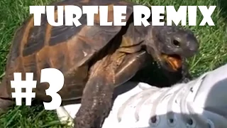 Turtle Has Sex With A Shoe Remix - Compilation 3