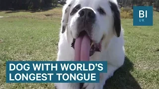 Meet Mochi, the dog with the world's longest tongue