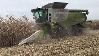 Кукурудза 2020 Claas lexion 670 & Claas Corio 8-70 Україна