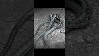 King Kobra vs Python