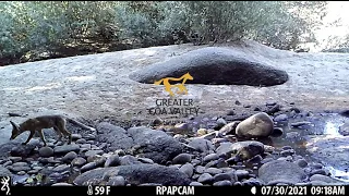 Greater Côa Valley | Camera trap footage | A curious fox