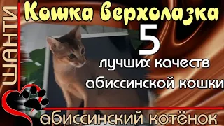 5 лучших качеств абиссинской кошки. Шанти верхолазка.