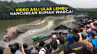 Video Evidence of Ox Snakes Destroying Residents' Houses on the Mahakam River