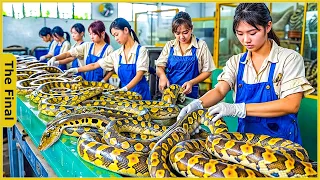 🐍 How Chinese Workers Raise & Process 5.5 Million Snakes for Their Skins | Food Processing Machines