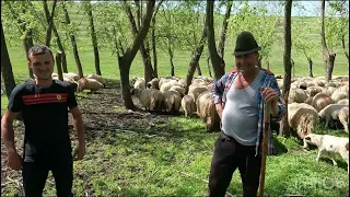 Oile Țurcana .Breaza a Baciului Liviu Furtună .Din lol Băbăita .Telorman .Oameni Gospodari