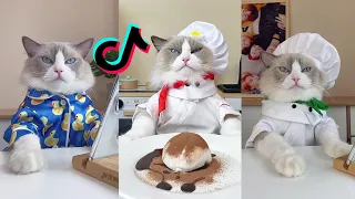 That Little Puff | Cats Make Food 😻 | Kitty God & Others | TikTok 2024 #1