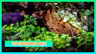 TOP 6 BEGINNER AQUARIUM PLANTS!