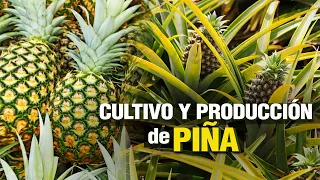 Cultivo y Producción de PIÑA - PINEAPPLE Crop and Production