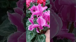 Что делать если вам подарили цикломен 🌺🤔