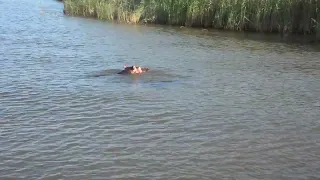 MAH06509 Hippopotamus, Santa Lucia, South Africa