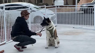 Working With A Stubborn Akita To Stop Dog Fights.