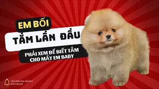 Lần đầu tiên bé Bối phốc sóc 50 ngày tuổi được tắm sạch sẽ | Bánh Bò Pomeranian Daily Vlog