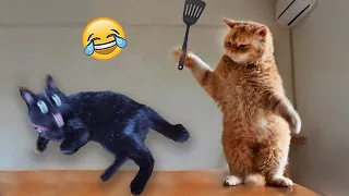 Best Funny Animals 2024 😍 Funniest Dogs and Cats 😻🐶 Part 2