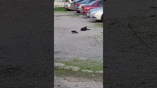 Ворона напала на кота))) #crow #cat #cats #catlover #funny #funnyvideo