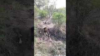 Lion Plays Tug of War With Safari Jeep || Dogtooth Media