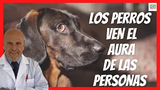 👻 ¿LOS PERROS VEN EL AURA DE LAS PERSONAS? 👻