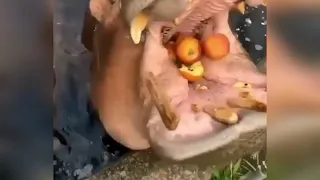 Бегемоты кушают яблоки и арбузы || Hippos eat apples and watermelons