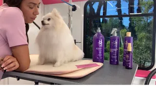 Pomeranian grooming