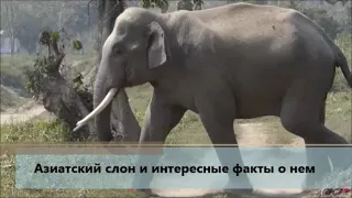 Азиатский слон и интересные факты о нем