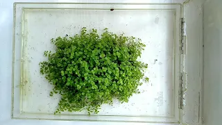 Химеантус куба выращивание на суше/Chimeanthus cube cultivation on land